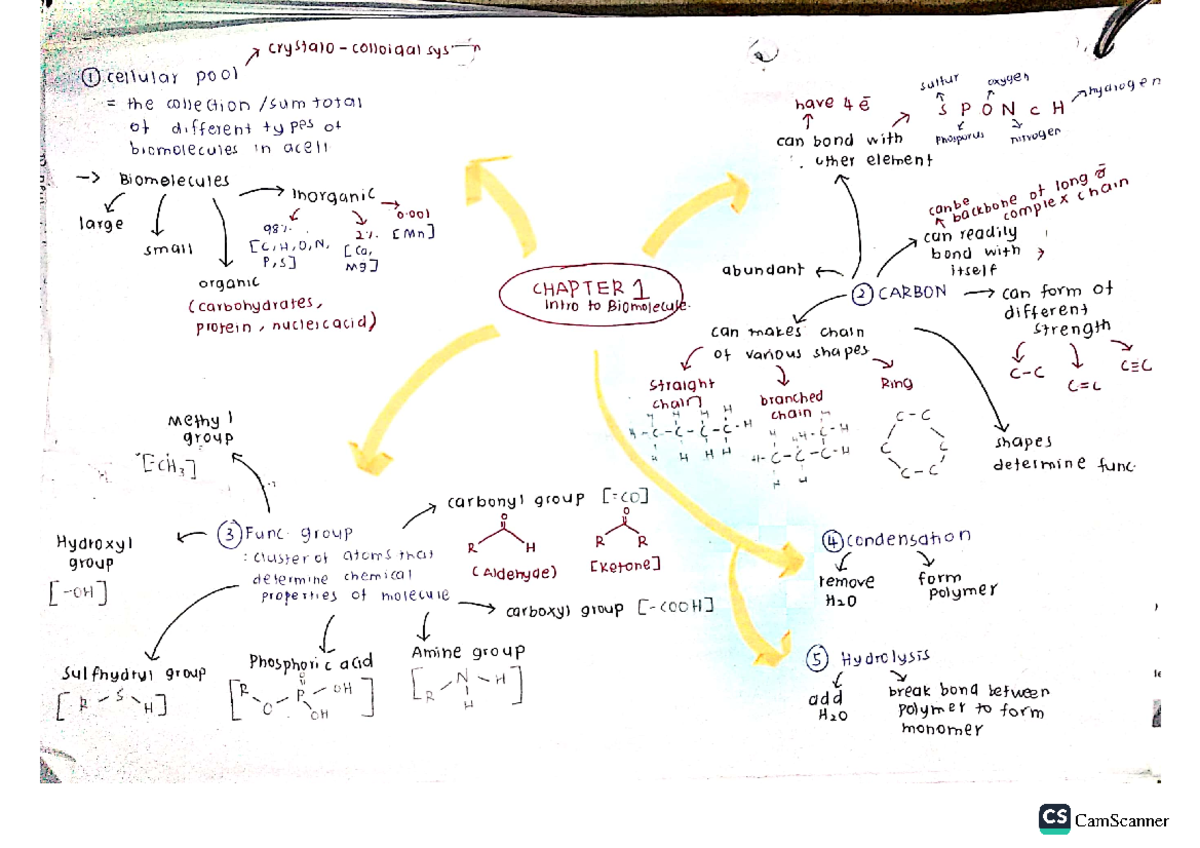 Intro Biomolecules - Introduction To Biomolecules - CamScanner - Studocu