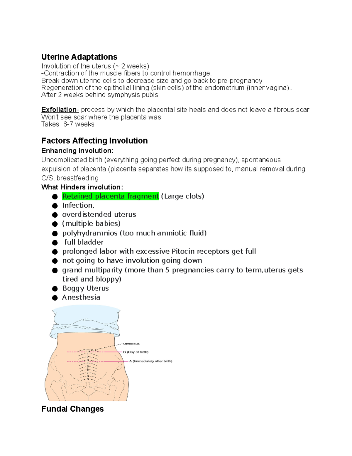 Uterine Adaptations overall notes and so much more. - Uterine ...