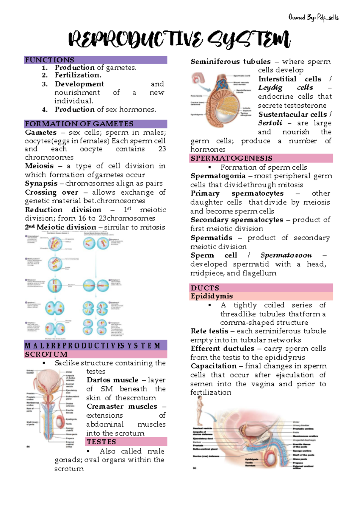 Reproductive System - hope this helps - FUNCTIONS 1. Production of ...