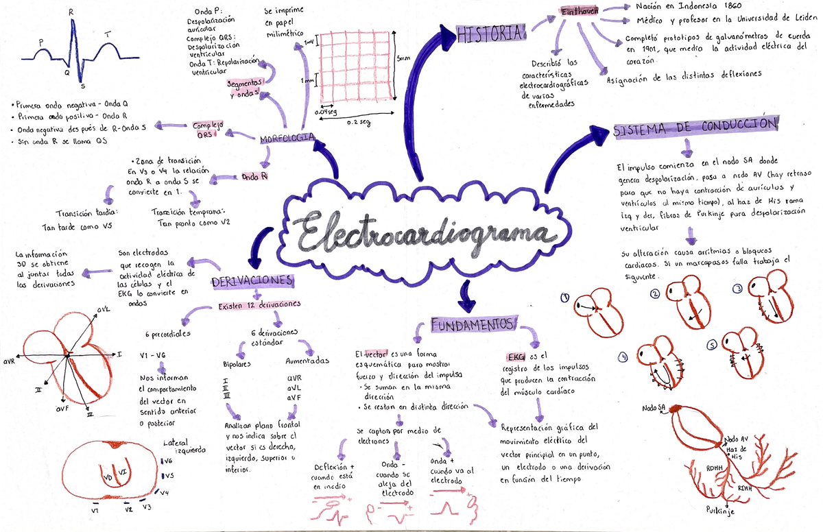 Mapa conceptual electrocardiograma - Fisiologia - Studocu