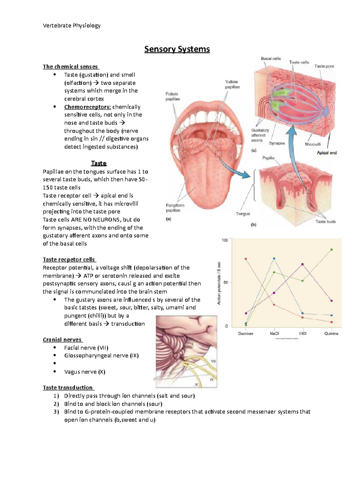 Sensory Systems - notes - Sensory Systems The chemical senses Taste ...