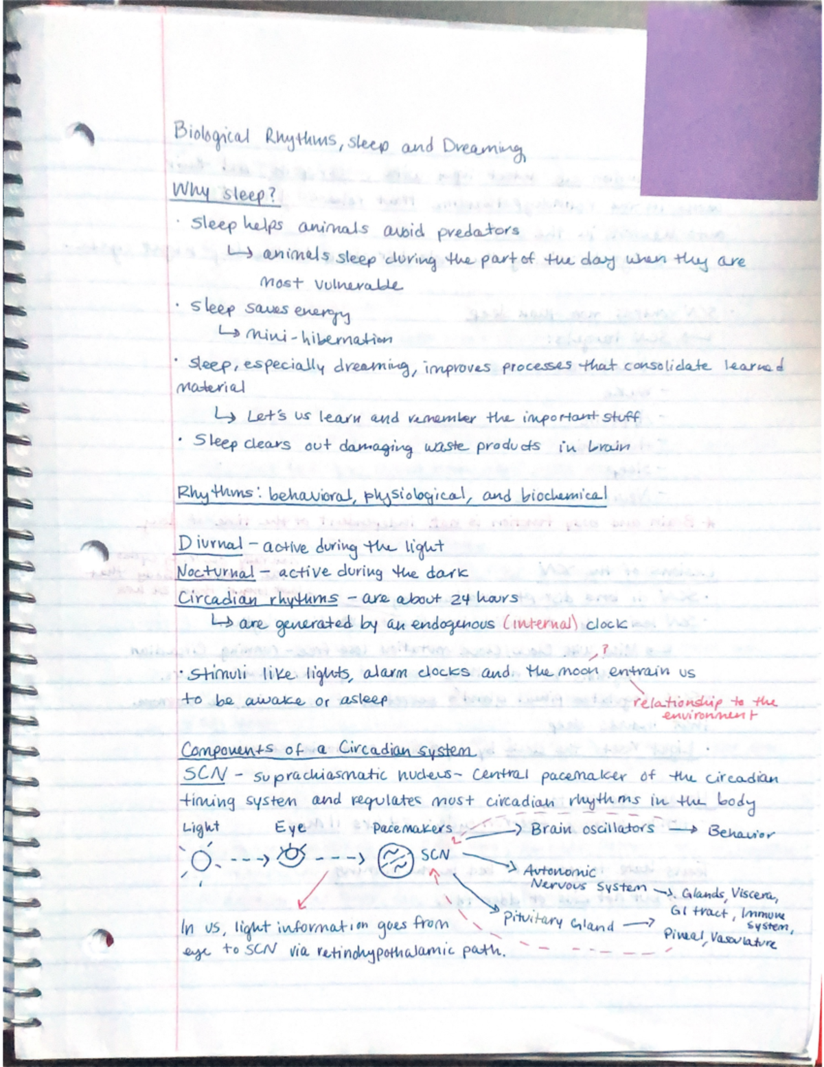 introduction to neuroscience - Sleep chapter - Rhythms, sleep and ...