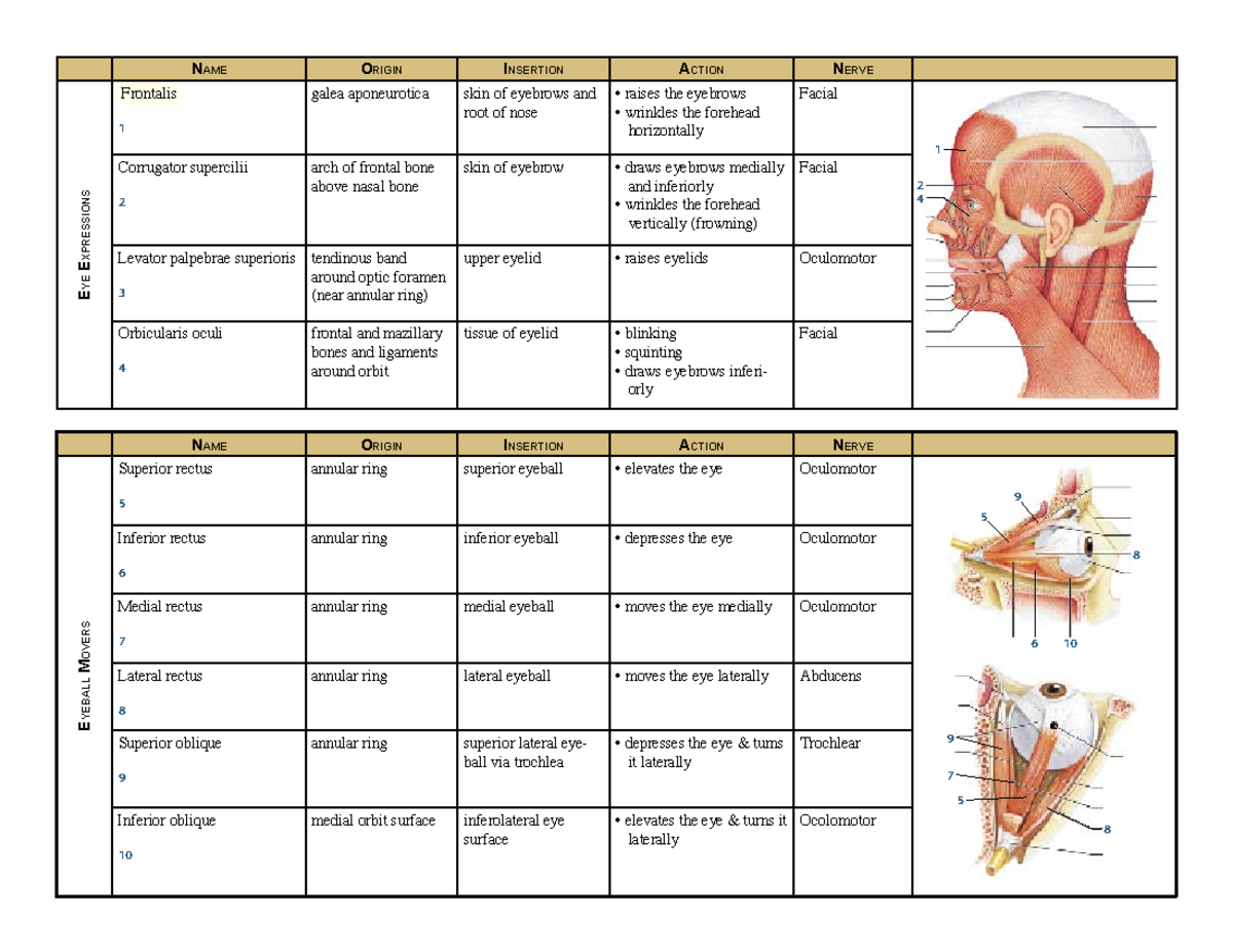 Muscle chart E YE E XPRESSIONS Frontalis galea aponeurotica skin