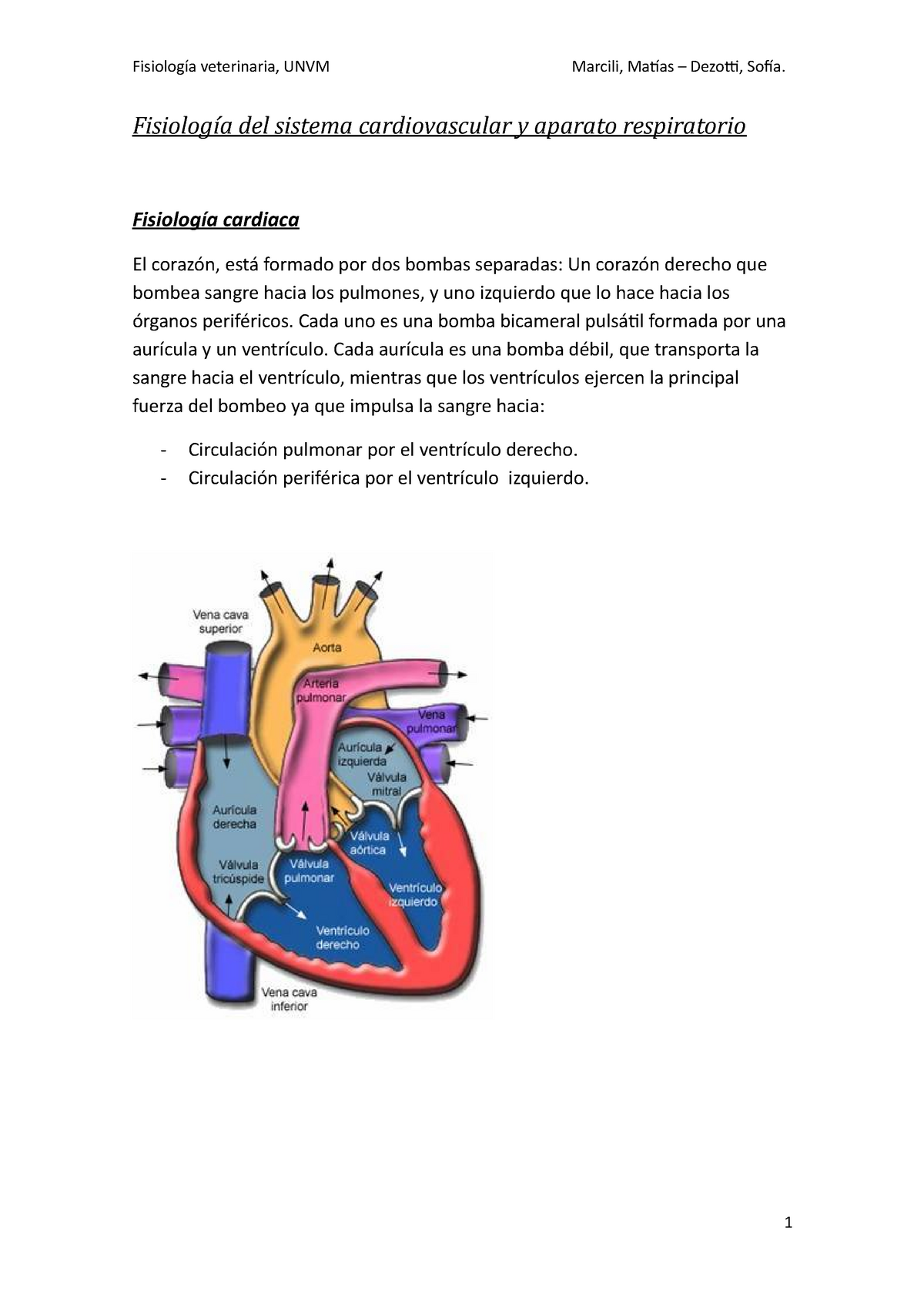 Sistema cardiovascular - Apuntes de Fisiología