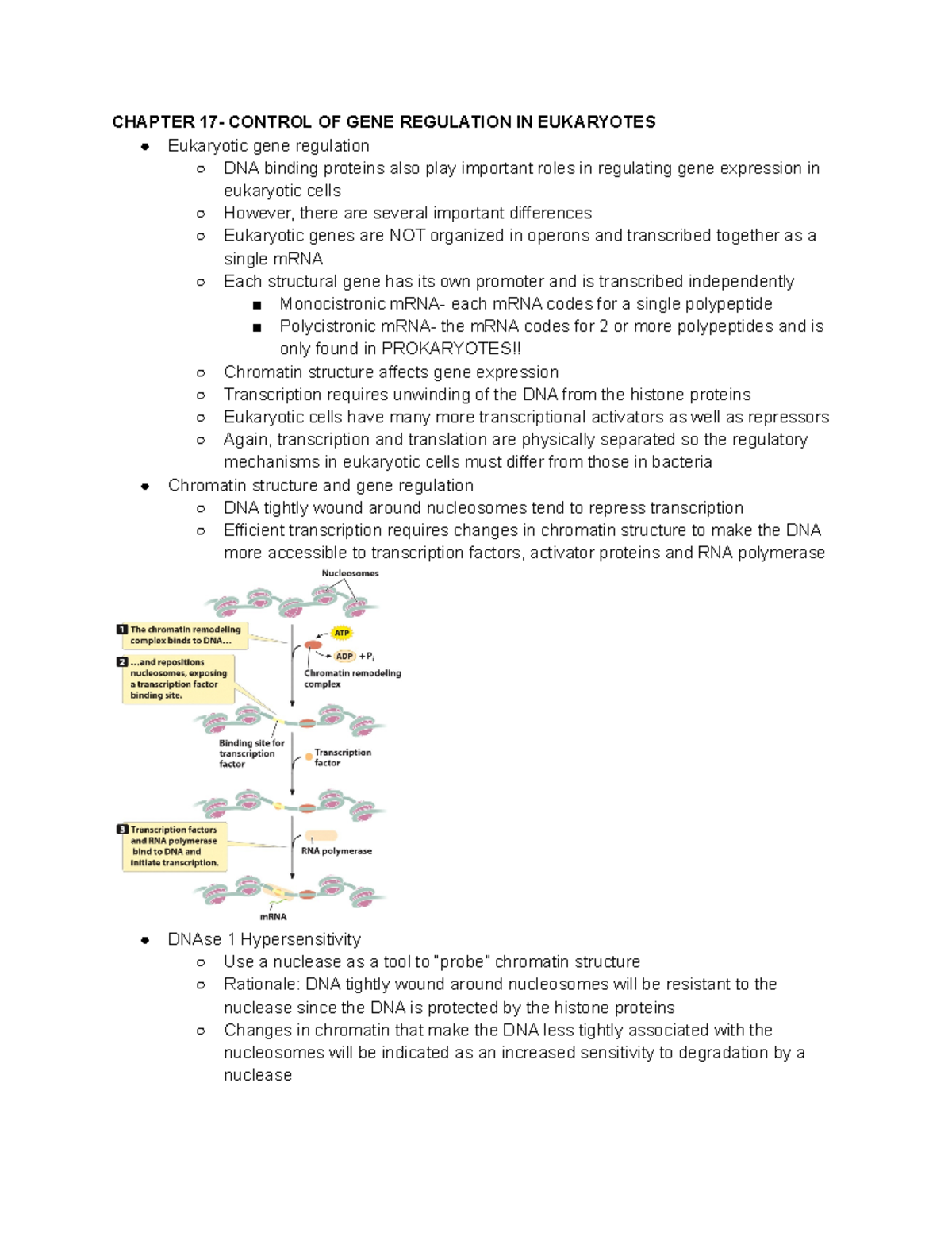 Genetics Chapter 17 Notes - CHAPTER 17- CONTROL OF GENE REGULATION IN ...