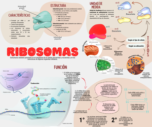 Infografía de las proteínas G - TT T II I PP P O O O S S S ...