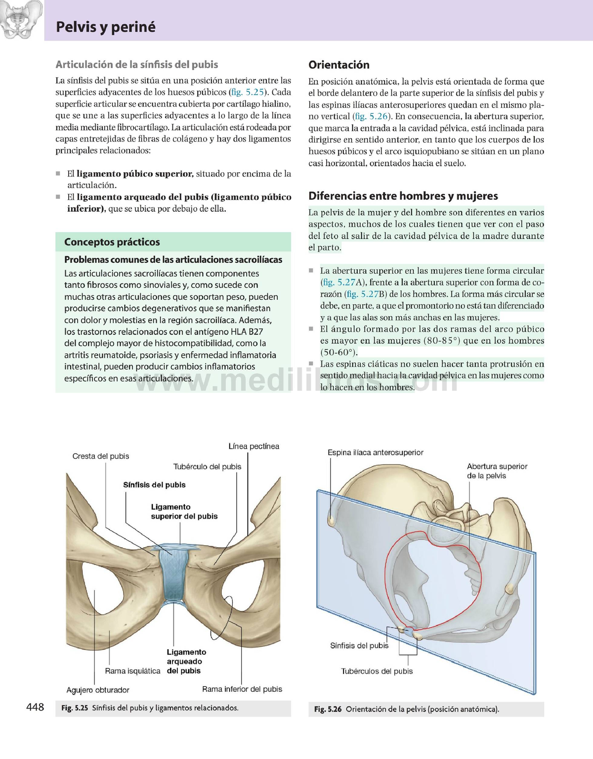 Gae Bueno Para Estudiar Articulaci N De La S Nfisis Del Pubis La S Nfisis Del