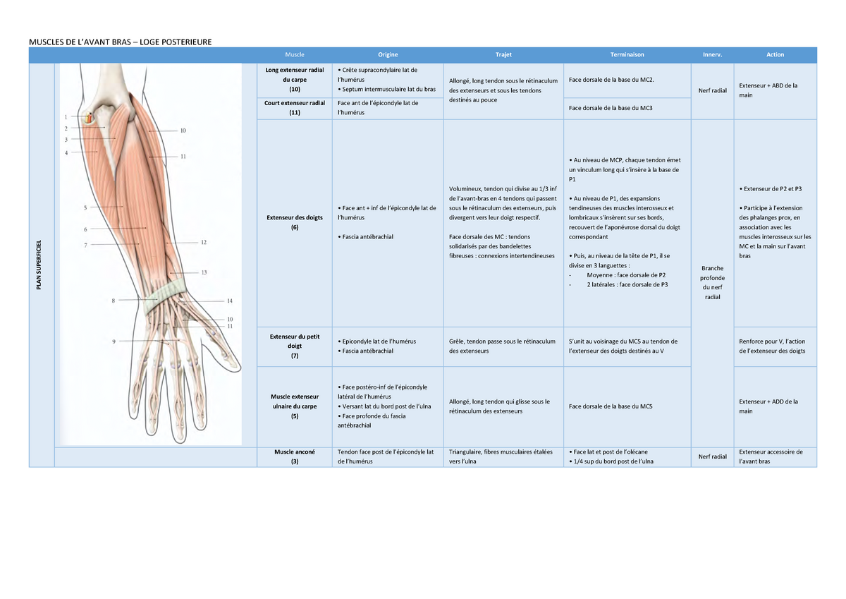 Loges dorsale et latérale de l'avant-bras / Anthropotomia