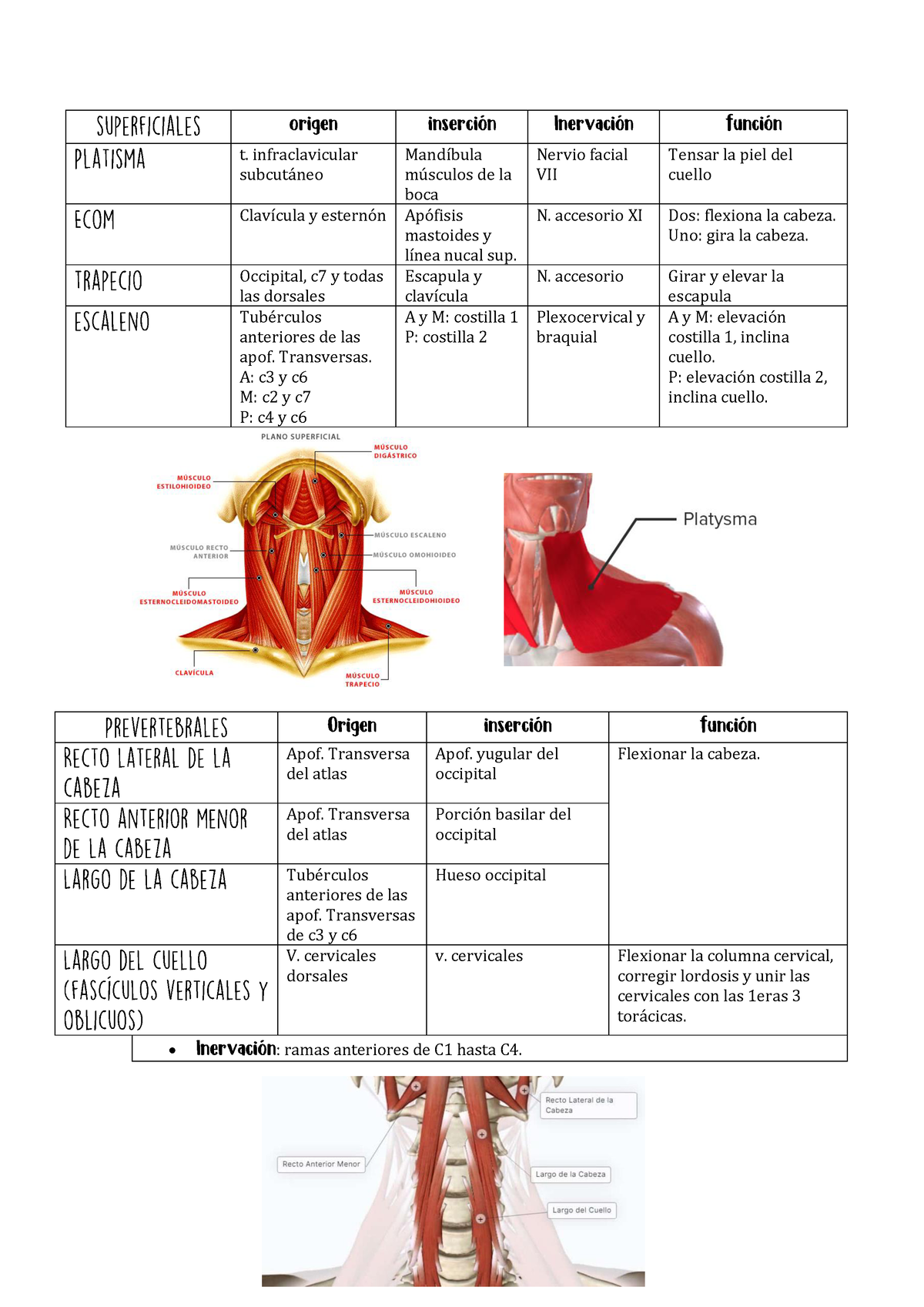 Musculos Hioideos - T. Infraclavicular Subcut·neo MandÌbula M ̇sculos ...