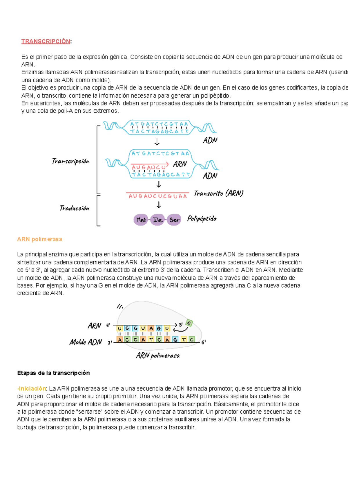 Biología - En este resumen se explica la transcripción del ADN ...