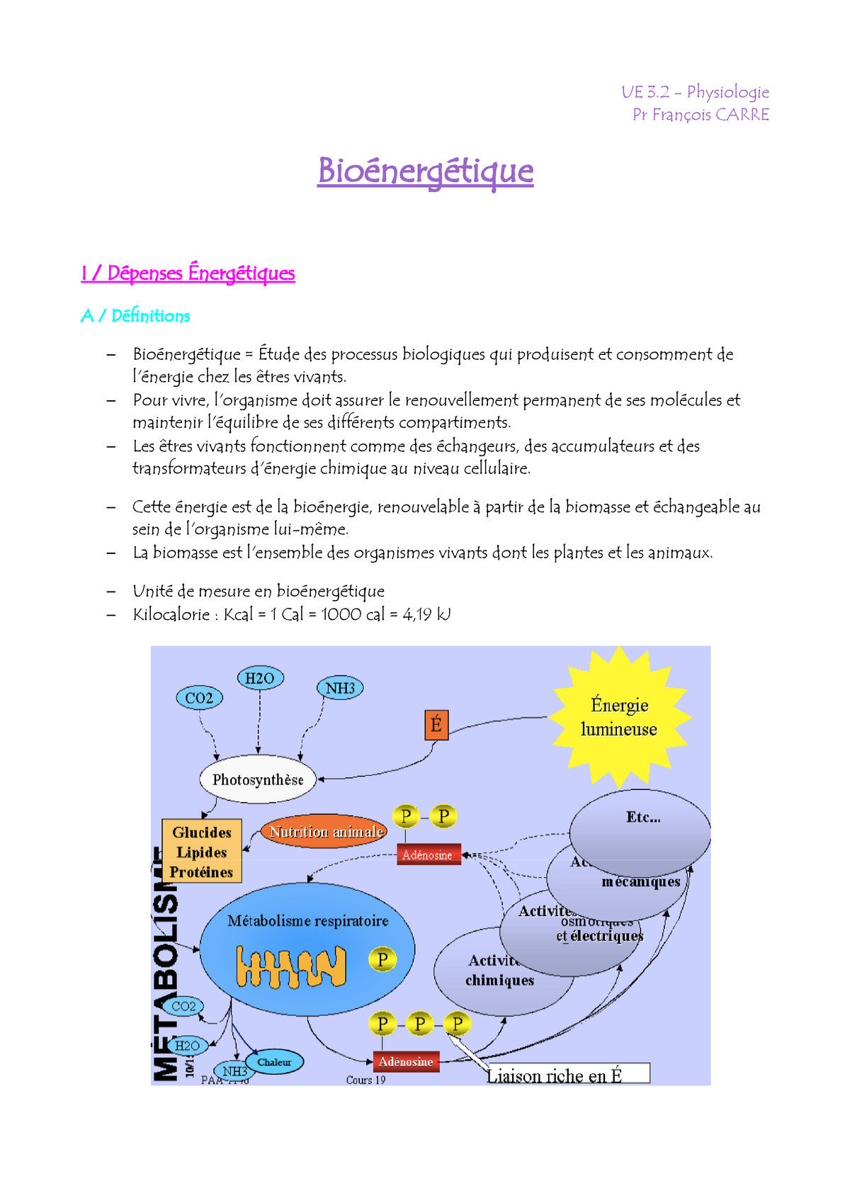 10 - Bioénergétique - Ue 3 - Physiologie Pr François Carre Bioénergétique I  / Dépenses Énergétiques - Studocu