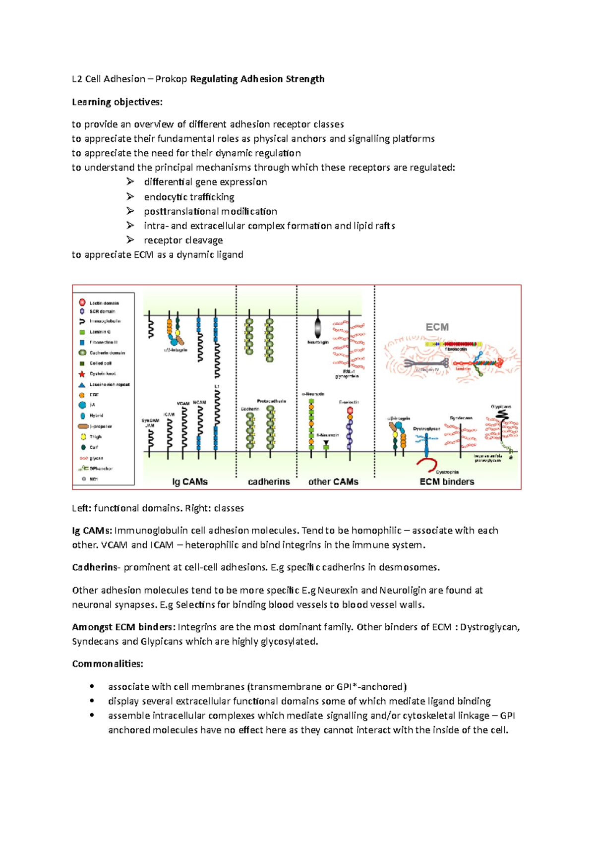 L2 cell adhesion - Lecture notes 2 - L2 Cell Adhesion – Prokop ...