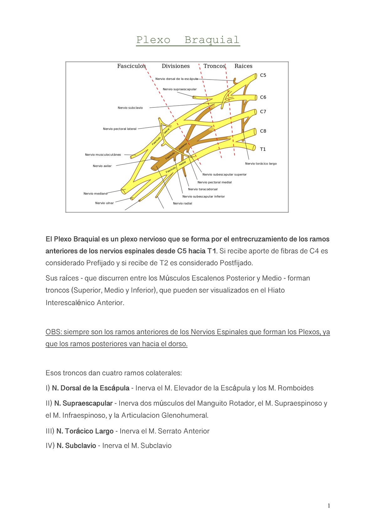 PX Braquial - Apuntes - Plexo Braquial El Plexo Braquial Es Un Plexo ...