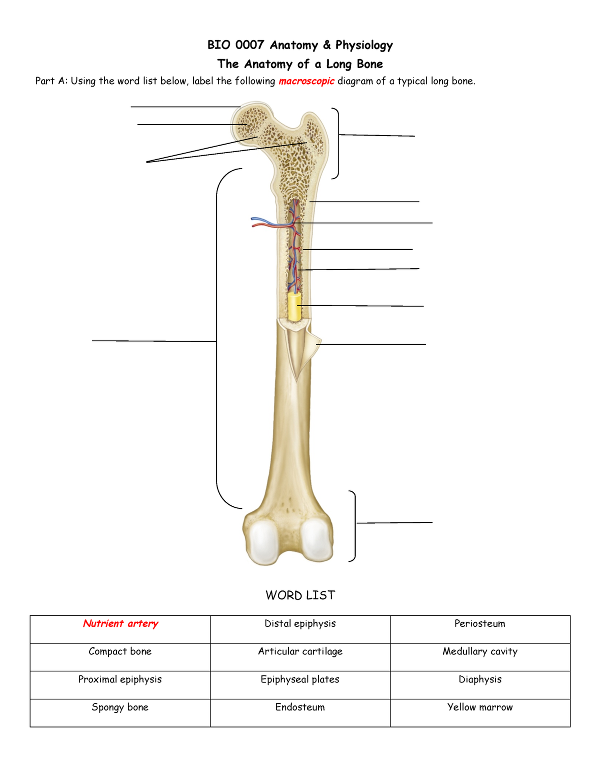 Anatomy Of Typical Long Bone 6722