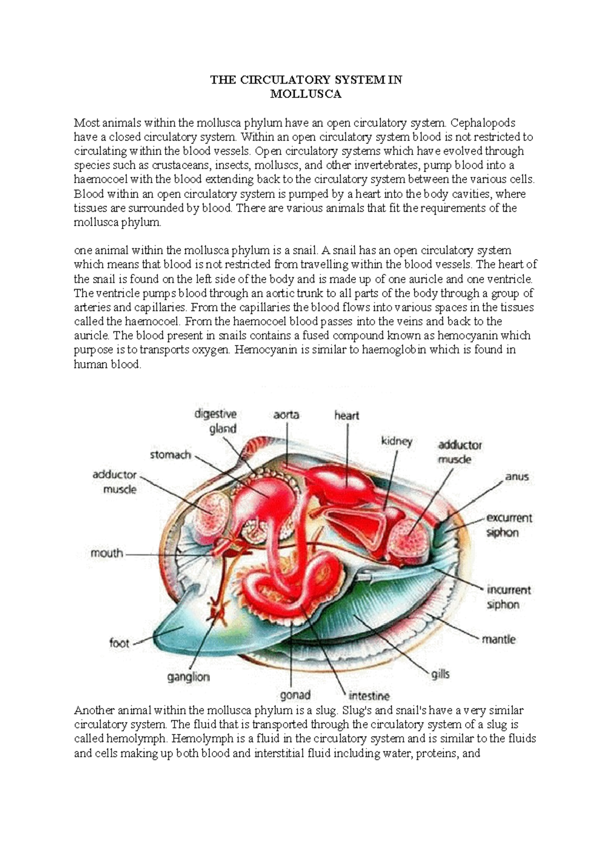 The circulatory system in mollusca THE CIRCULATORY SYSTEM IN MOLLUSCA