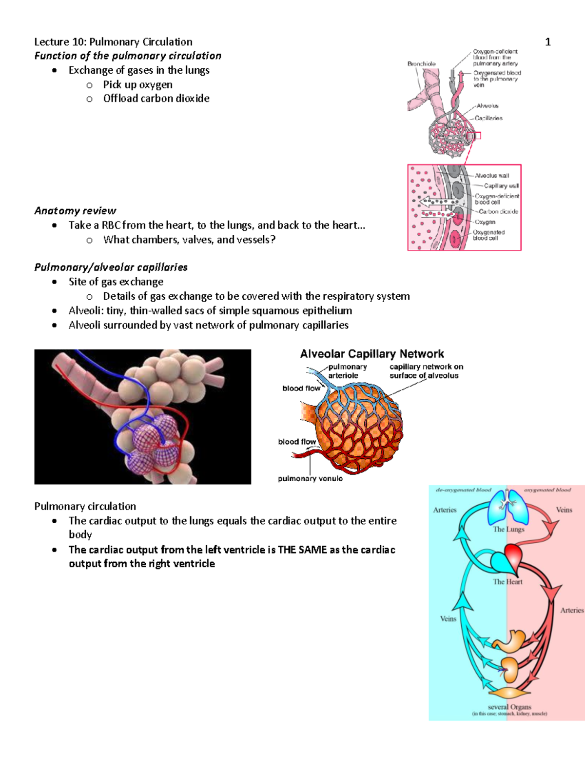 Lecture 10- Pulmonary Circulation - Function of the pulmonary ...