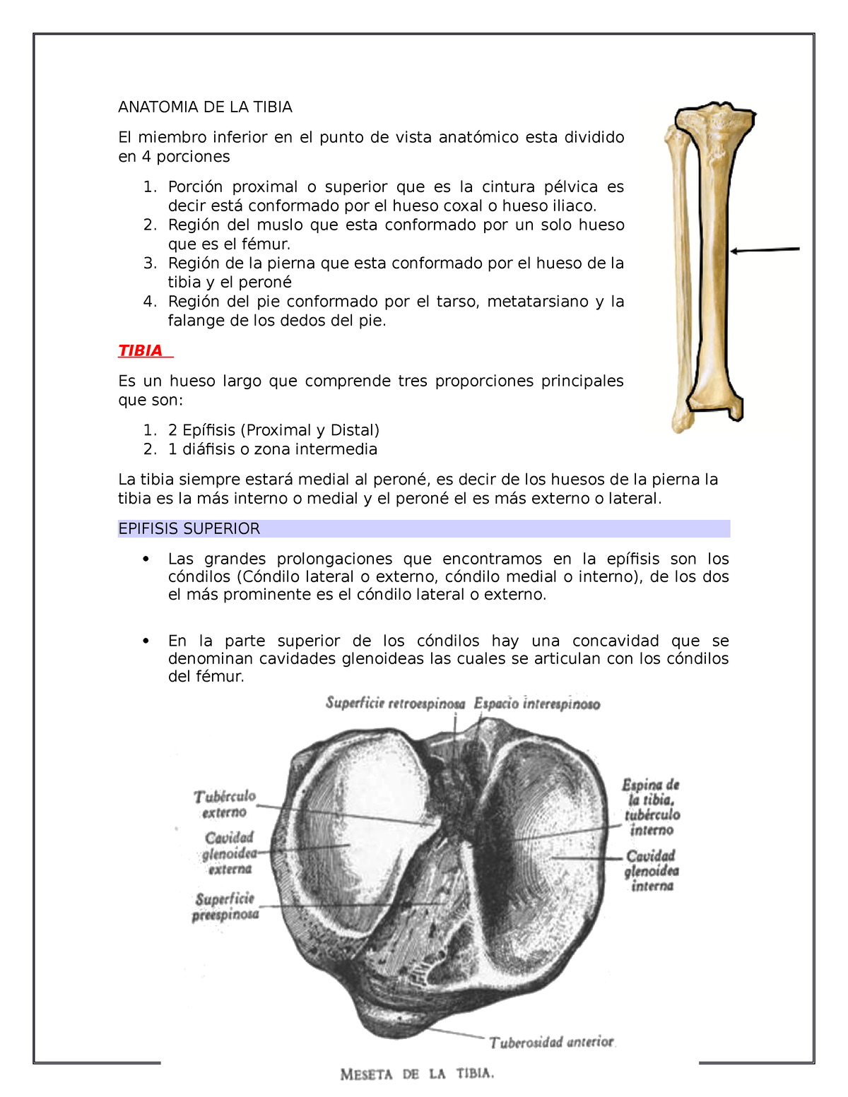 anatomía de la tibia proximal