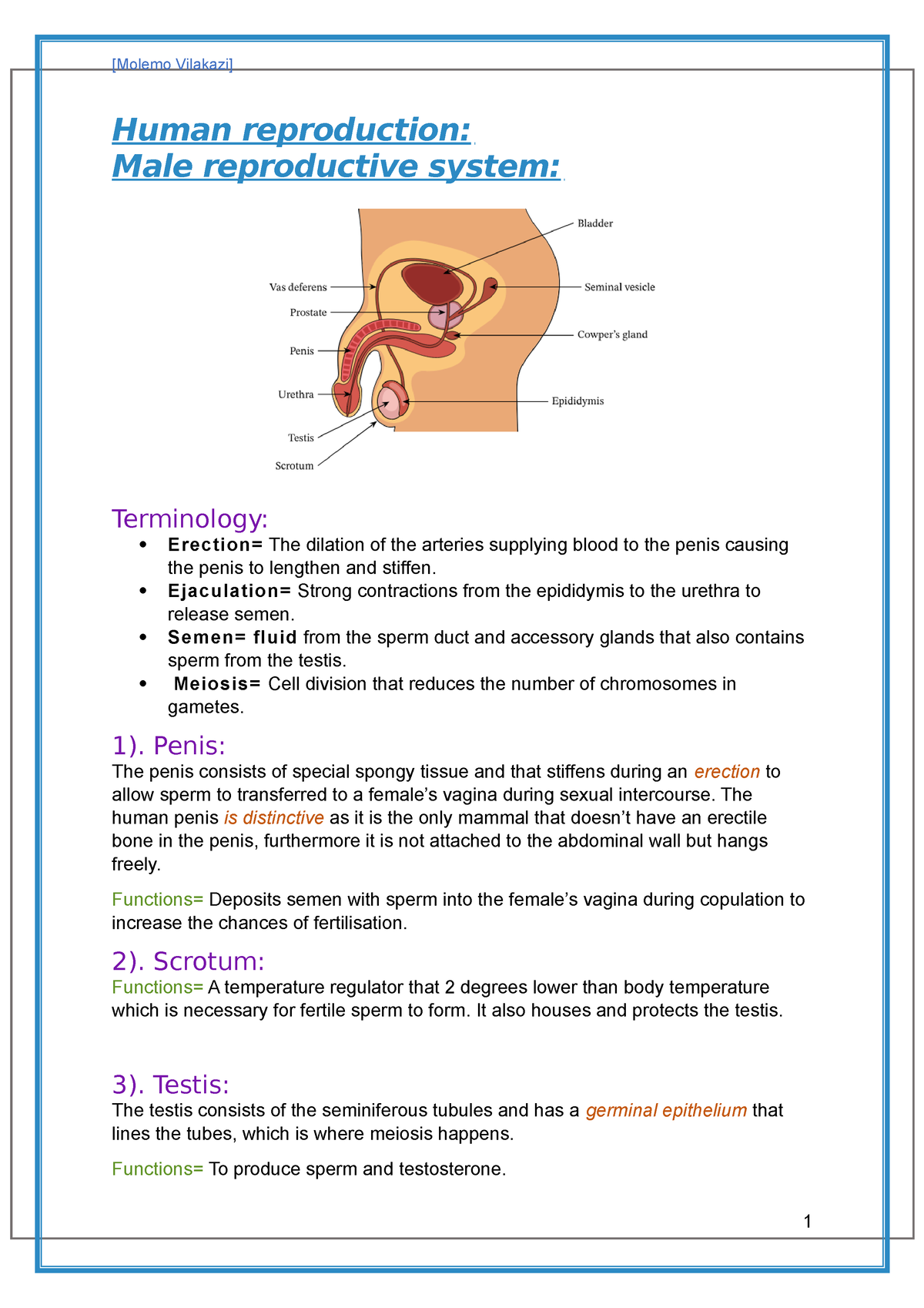 Human Reproduction - Human Reproduction: Male Reproductive System ...