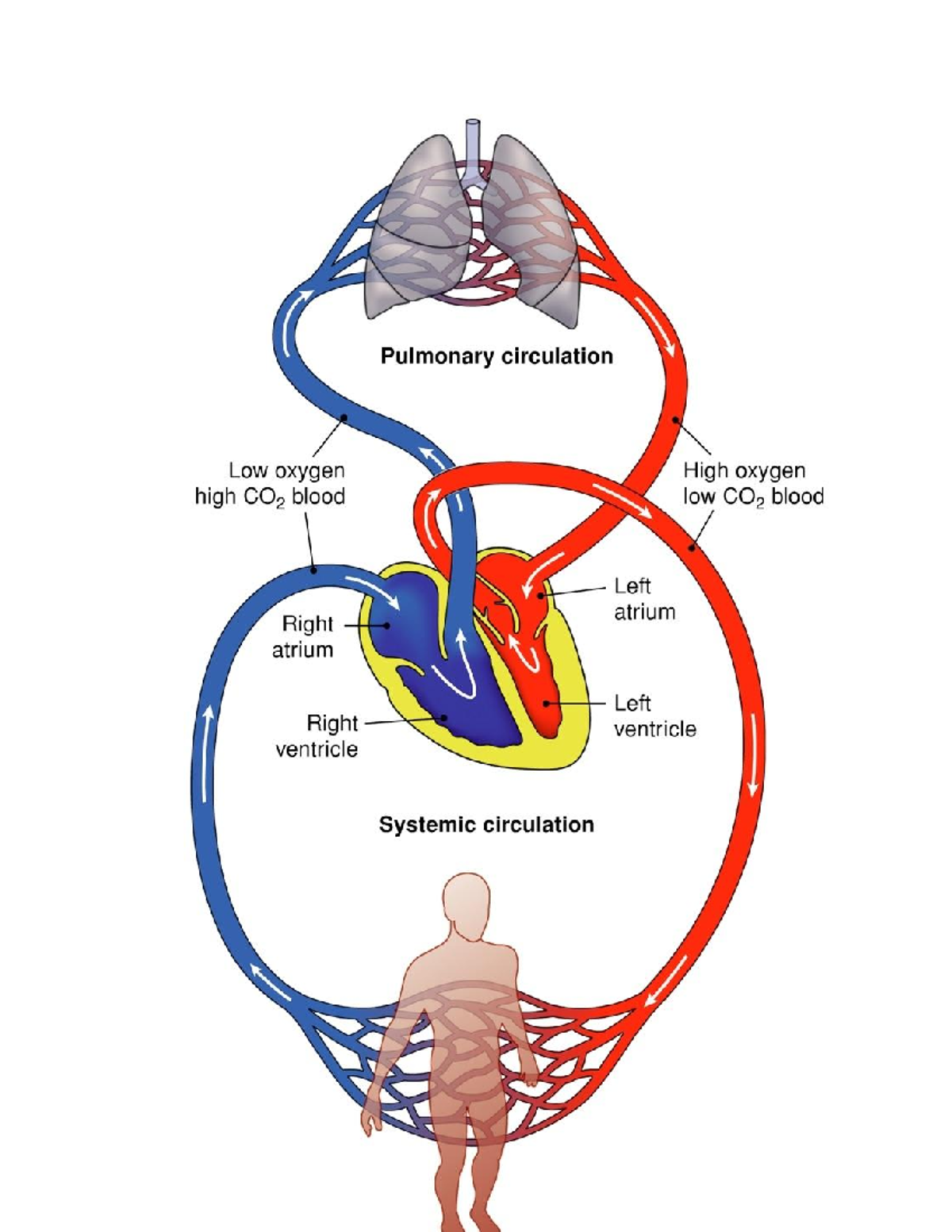 Cardiovascular notes med surge - Cardiac output is HR x stroke volume ...