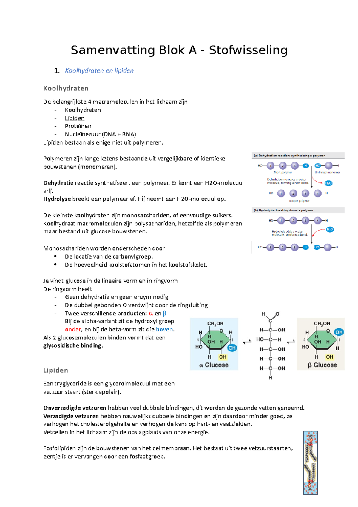 Stofwisseling Samenvatting Blok A Samenvatting Blok A Stofwisseling Koolhydraten En