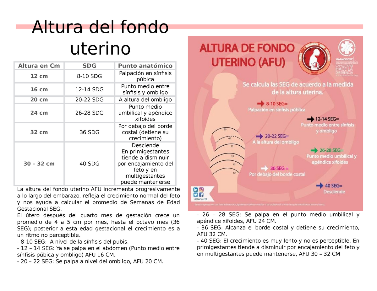 Tabla Altura FU-SDG-Anatomia - Altura del fondo uterino Altura en Cm SDG  Punto anatómico Palpación - Studocu