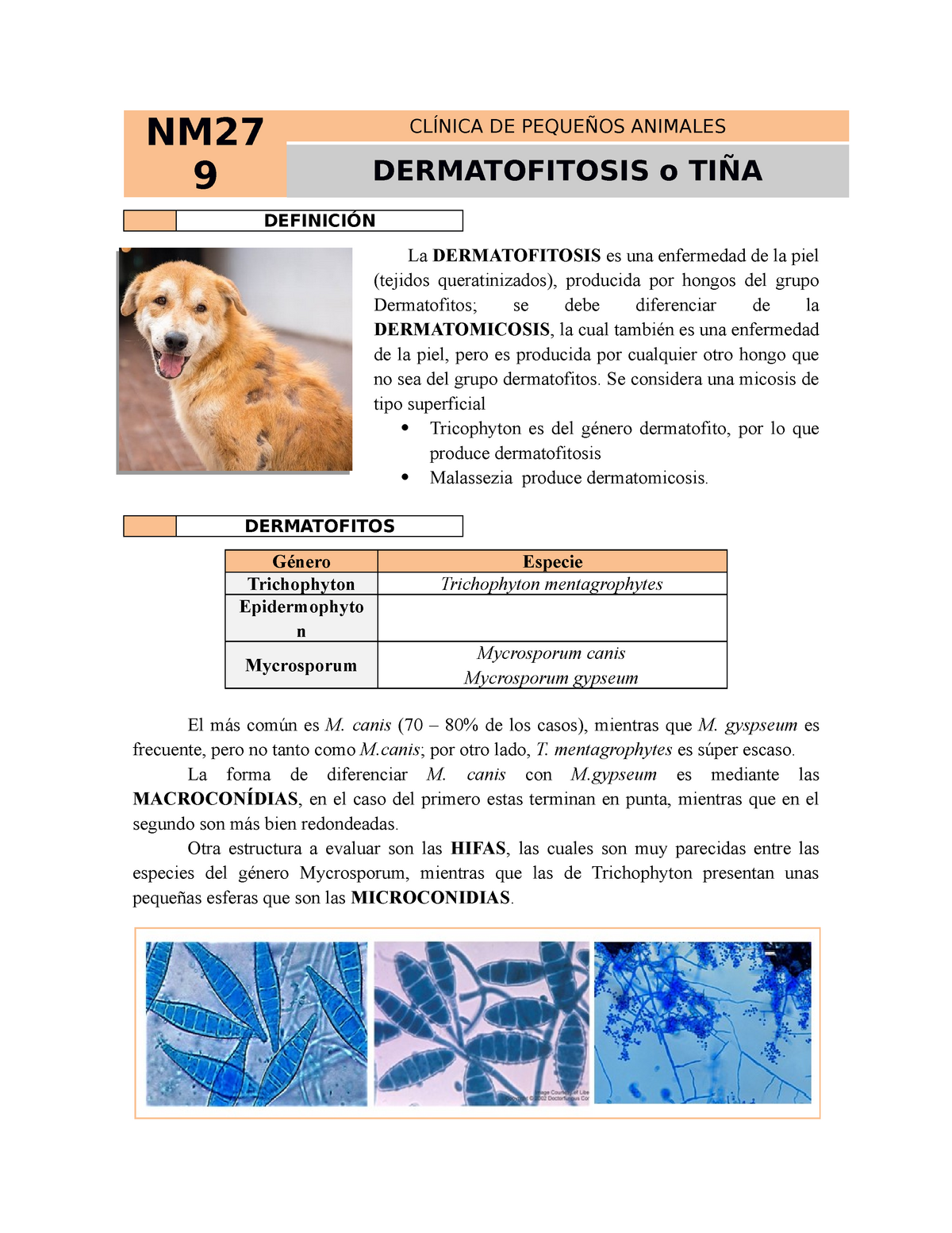 Diagnóstico de la dermatofitosis - Ateuves, para el auxiliar veterinario