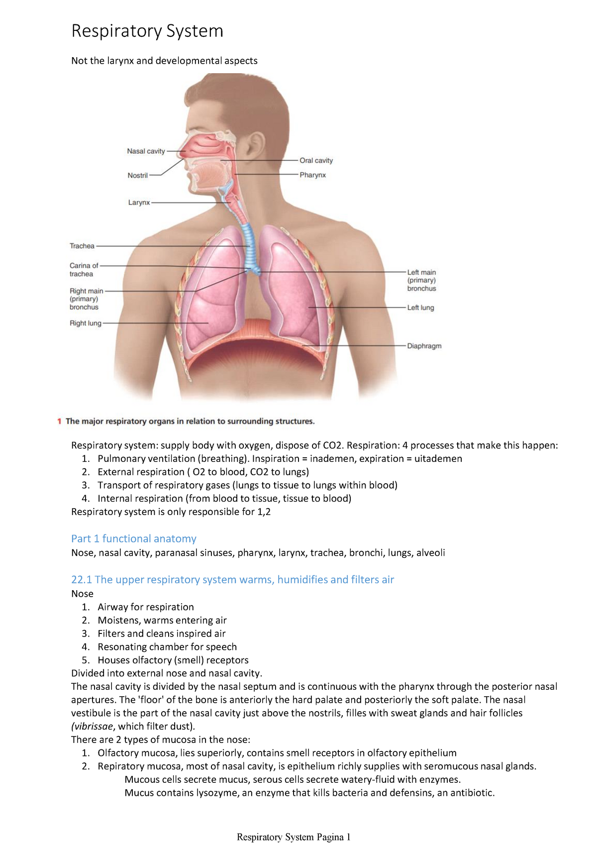 Summary Respiratory System - Not the larynx and developmental aspects ...