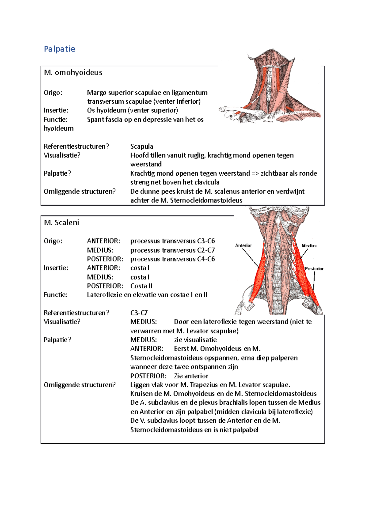 Samenvatting Palpatie Palpatie M Omohyoideus Origo Margo Superior