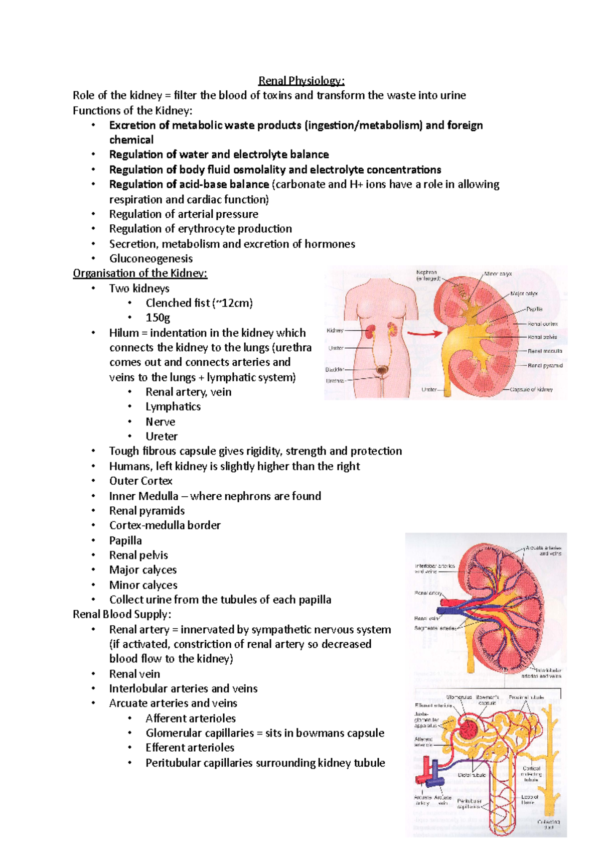 Renal Physiology 2 - Renal Physiology: Role of the kidney = filter the ...