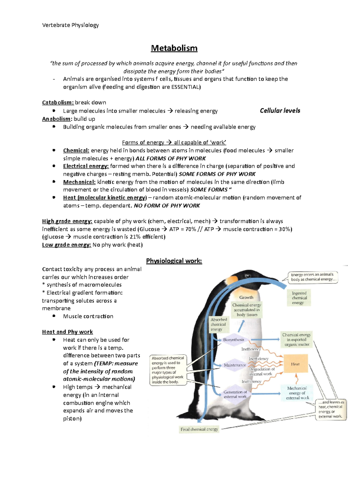 Metabolism - notes - Metabolism “the sum of processed by which animals ...