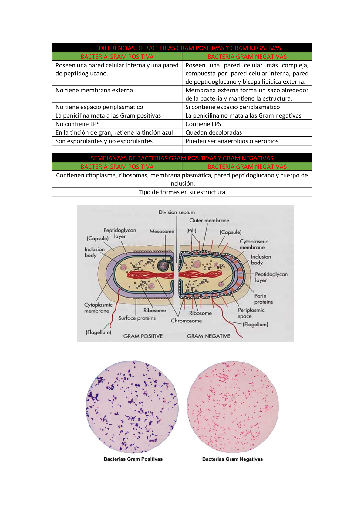 bacterias gram negativas y gram positivas