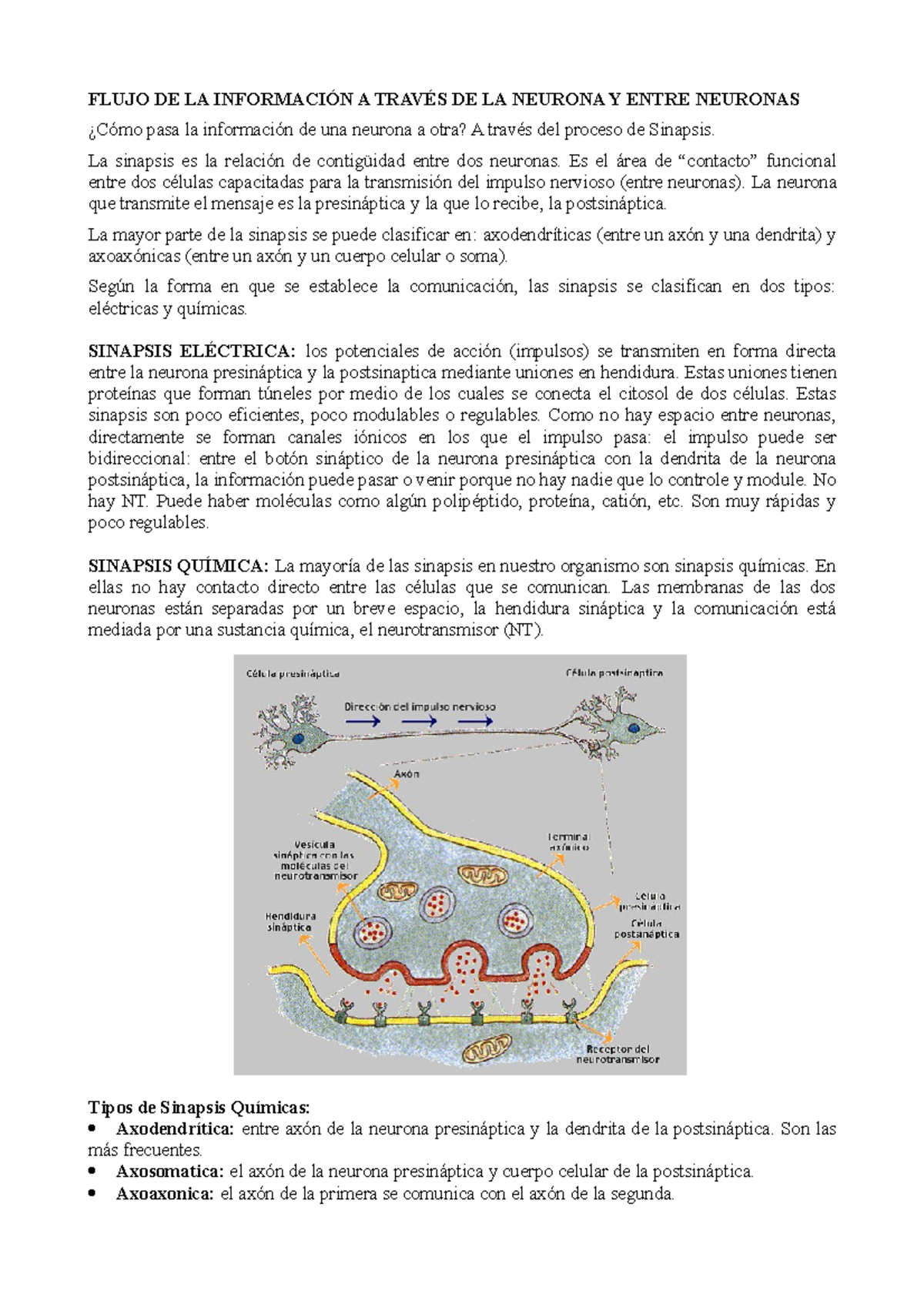 Neurofisio Resumen Parcial - FLUJO DE LA INFORMACIÓN A TRAVÉS DE LA ...