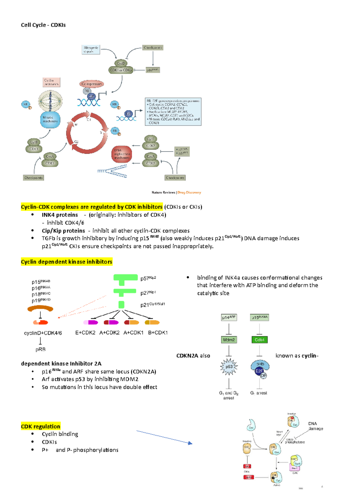 CDKIs and the cell cycle - Cell Cycle - CDKIs Cyclin-CDK complexes are ...