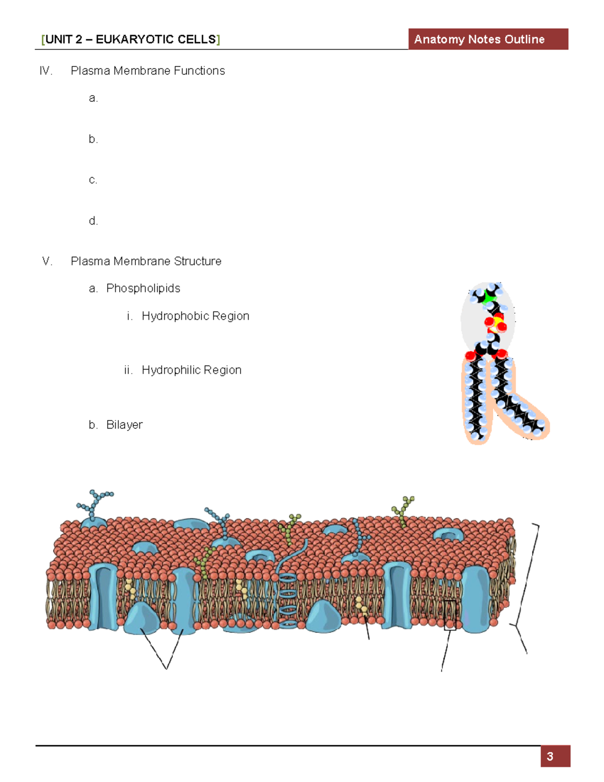 A&P+Cells+ Extra+ Notes-+ Handout - IV. Plasma Membrane Functions a. b ...