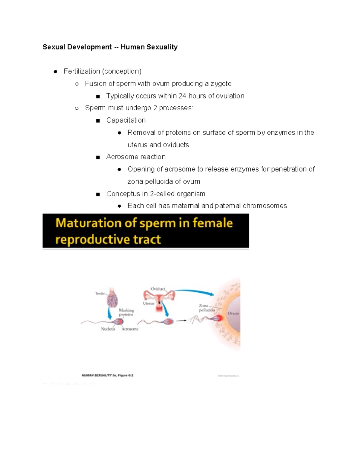 Psych 422 lesson 3 - Sexual Development - Human Sexuality Fertilization ...