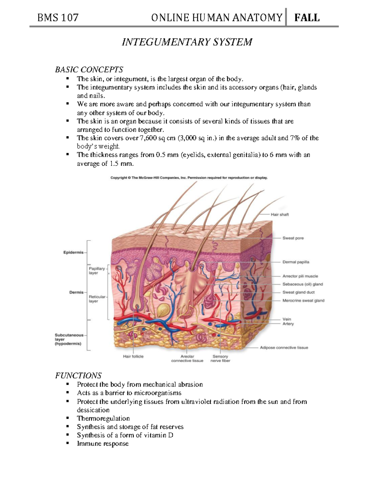 Ch. 5 Integumentary System Anatomy - INTEGUMENTARY SYSTEM BASIC ...