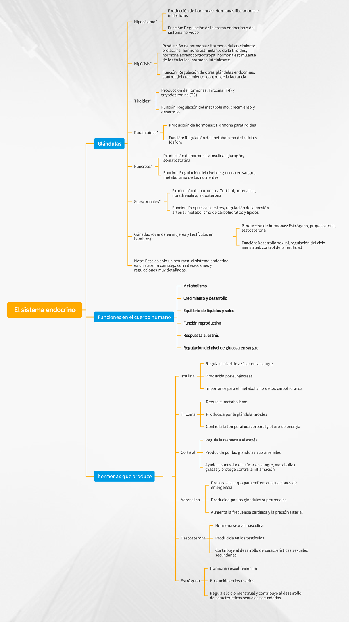 El sistema endocrino detalla cada una de las glándulas, las hormonas ...
