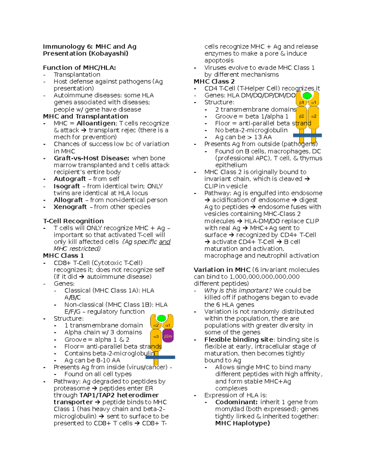 Immunology 6 Mhc And Ag Processing And Presentation Kobayashi Studocu