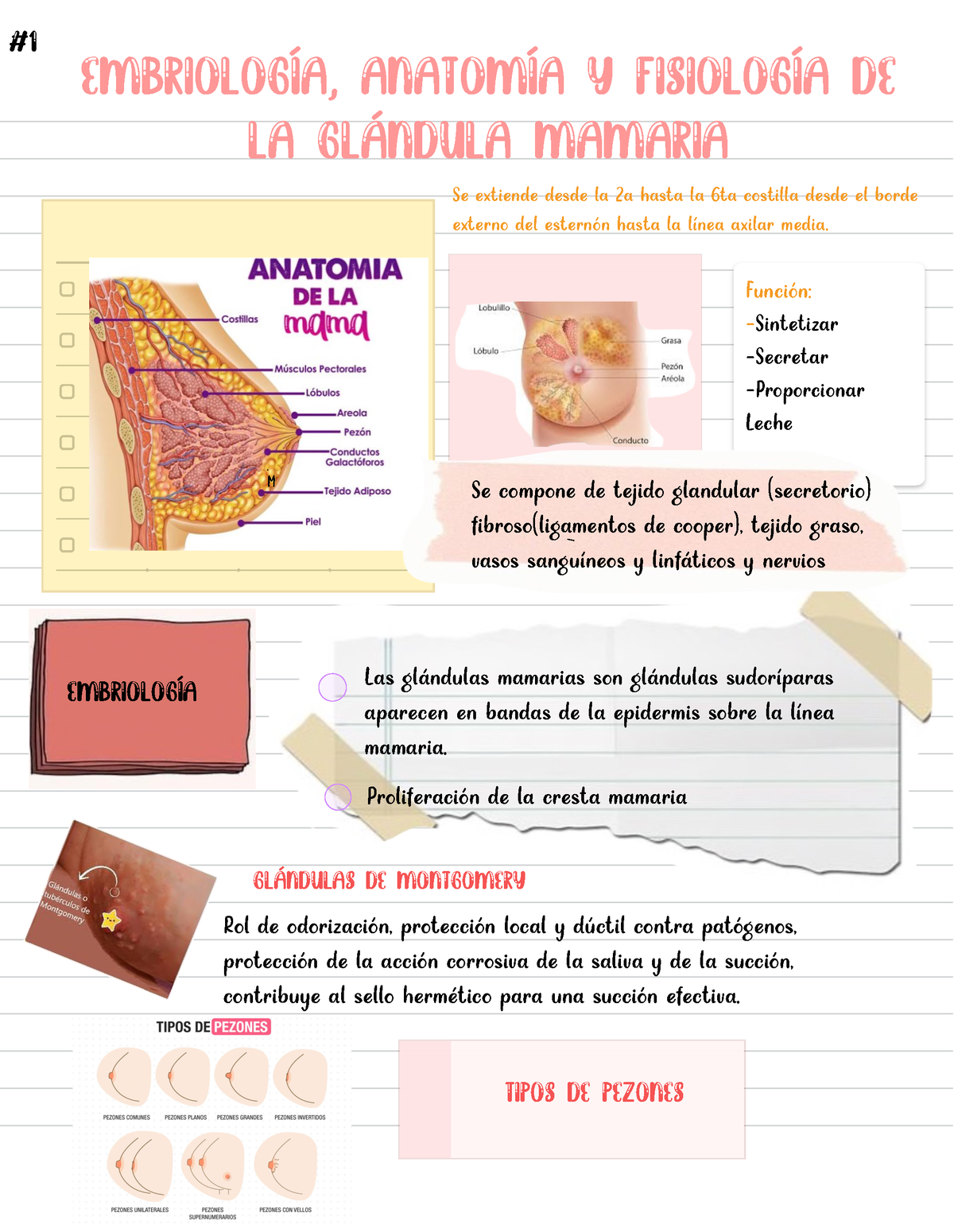 Lactancia Materna Resumen De Glándula Mamaria Anatomía Fisiología Y Embriología Embriología 7762