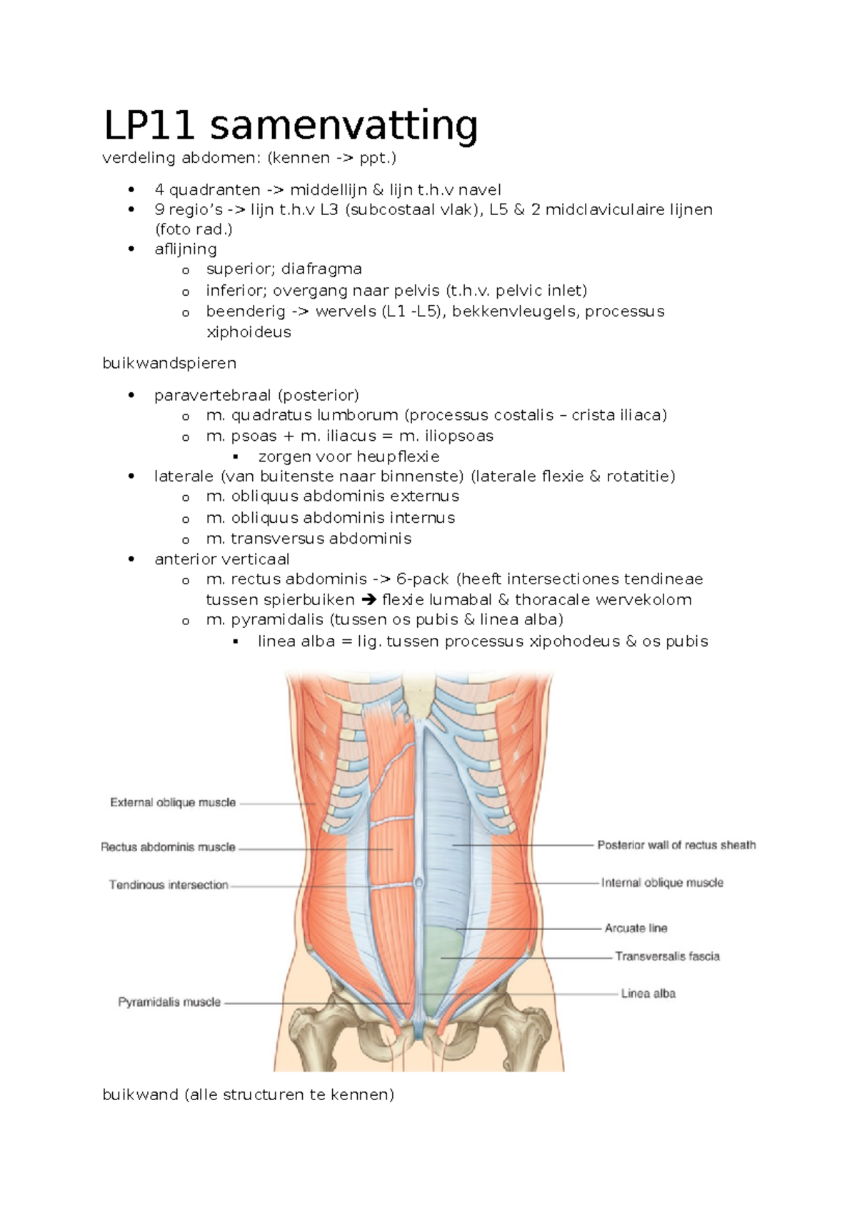 LP11 samenvatting - LP11 samenvatting verdeling abdomen: (kennen -> ppt ...