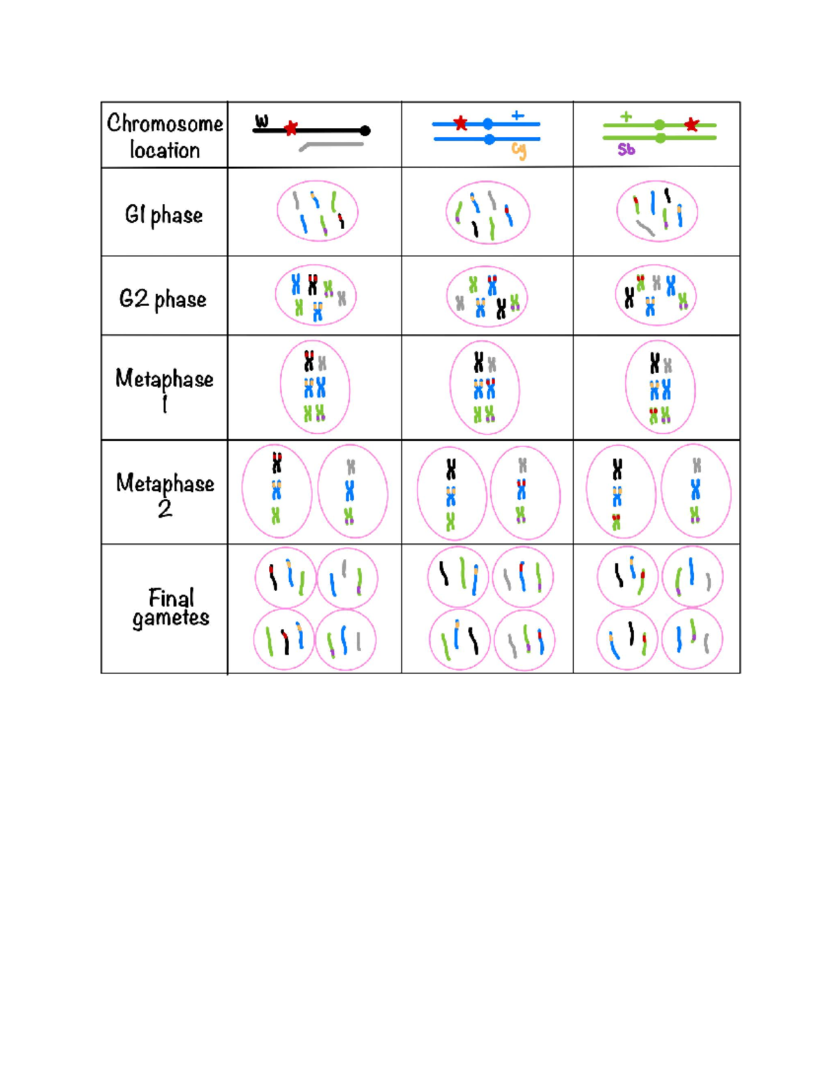 Project 2 F2 Male Illustrations - BIOL14110AAA - Studocu