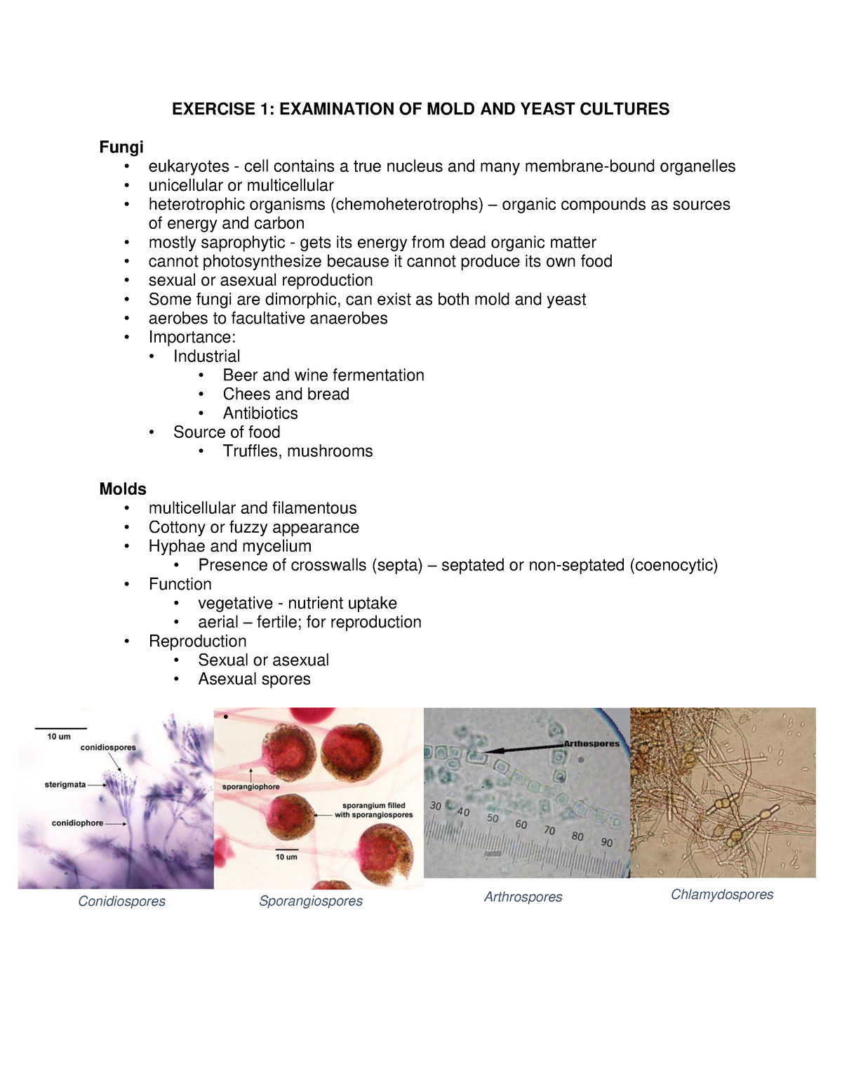 MCB-180-Exer-1 Molds-and-Yeasts Handout - Conidiospores Sporangiospores ...