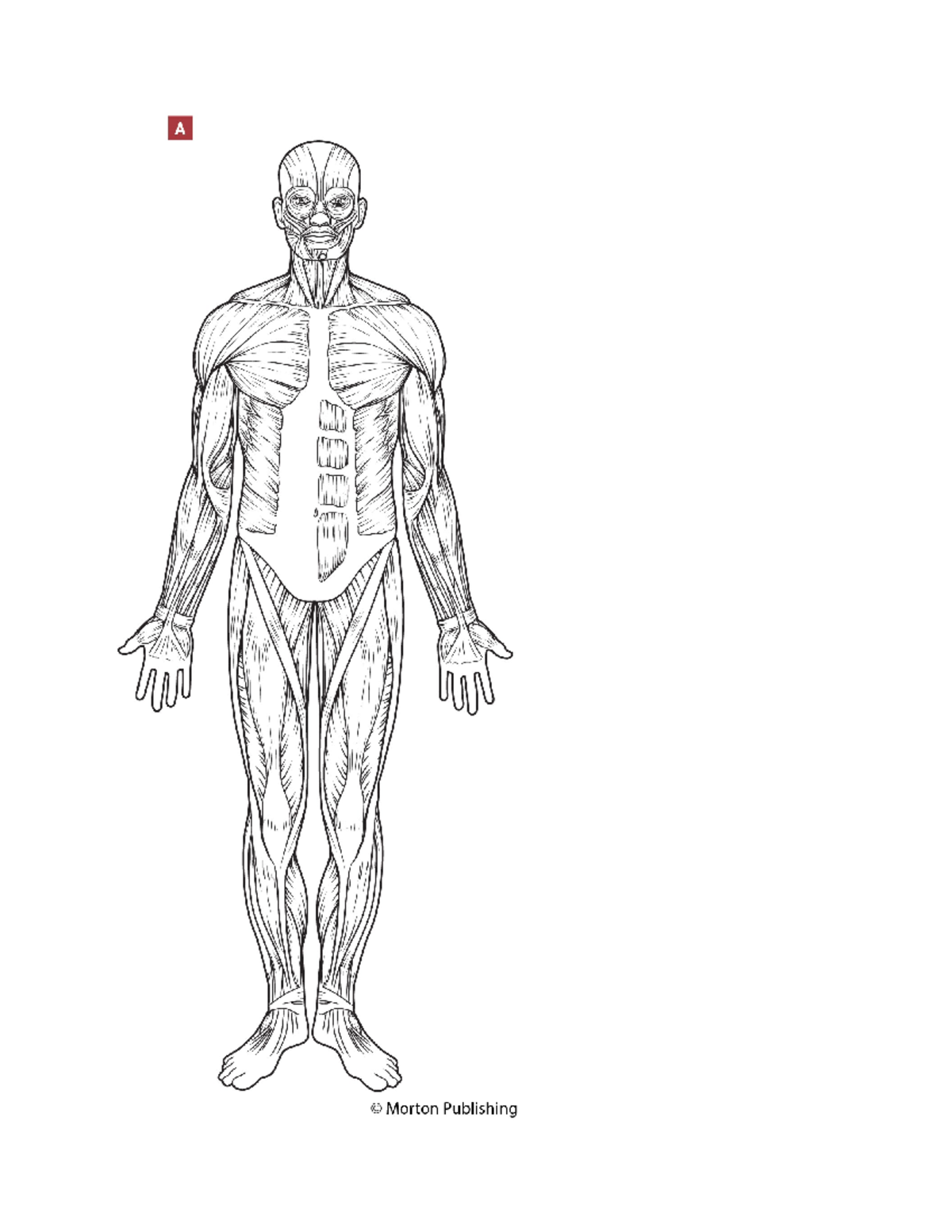 unit-10-worksheet-check-iliotibial-tract-band-studocu