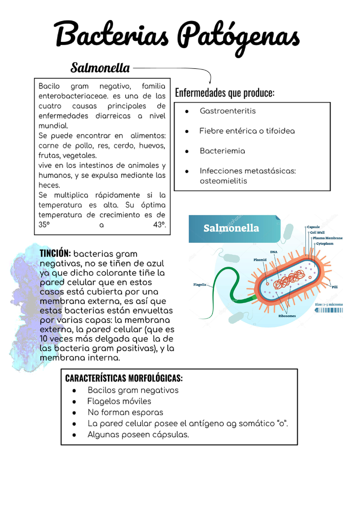 Bacterias Pat Genas Espero Les Sirva Teolog A Studocu