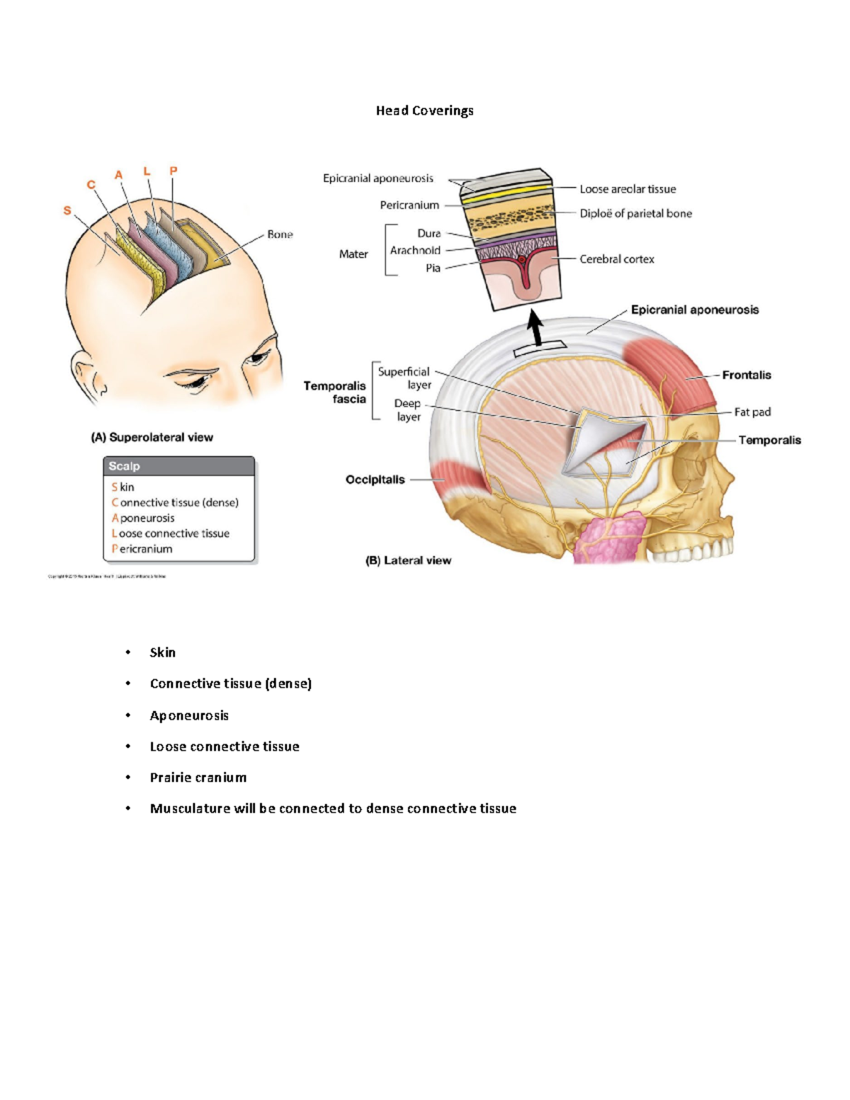 Head Coverings Head Coverings Skin Connective Tissue Dense Aponeurosis Loose Connective