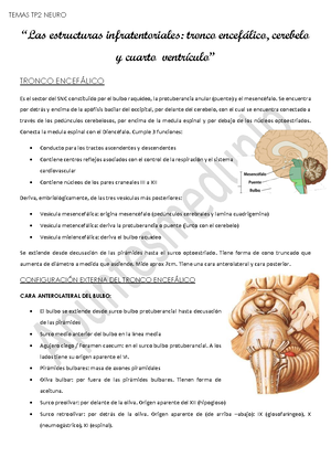 Resumen Final Neuroanatomía Y Neurofisiología - RESUMEN FINAL ...