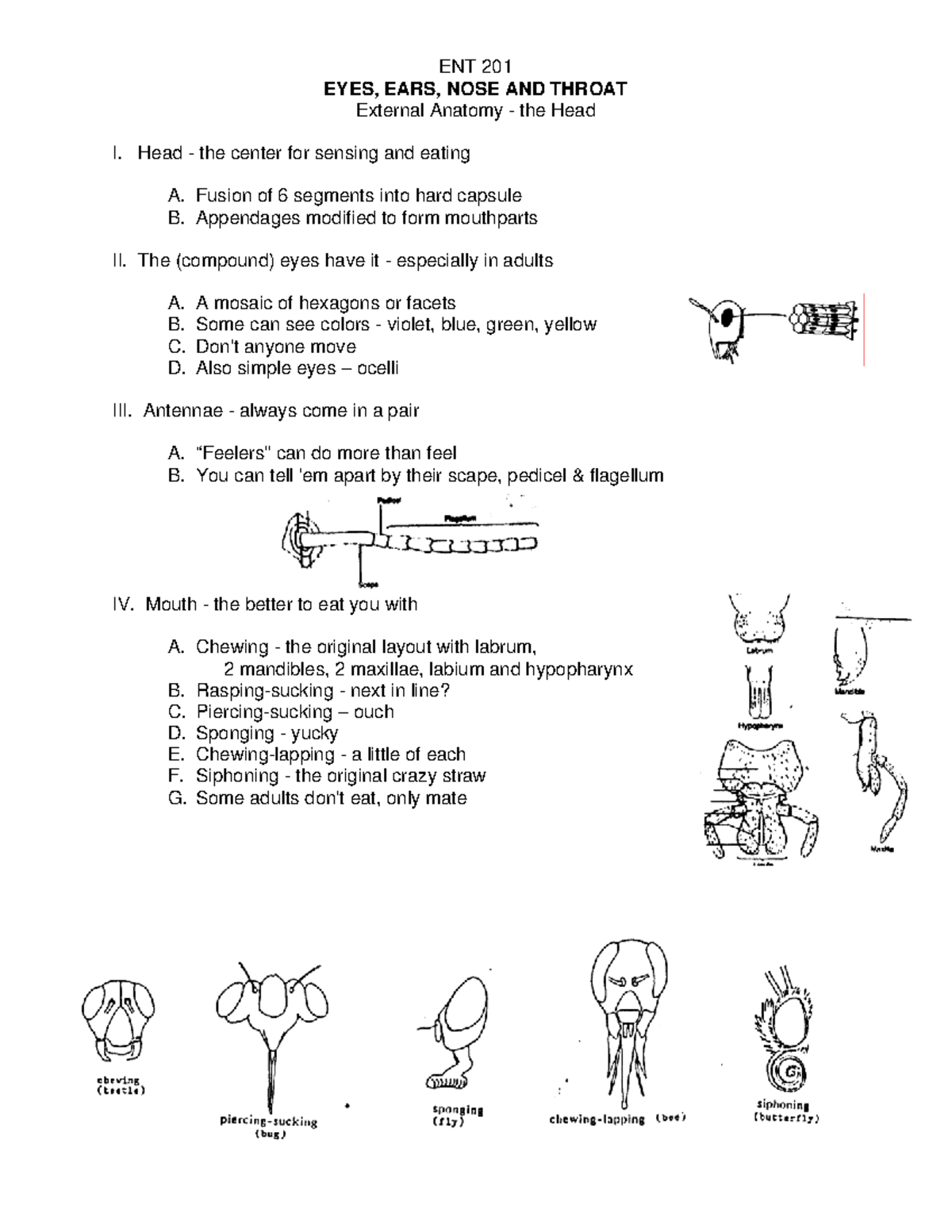 Unit 5 Eyes, Ears, Nose, and Throat ENT 201 EYES, EARS, NOSE AND
