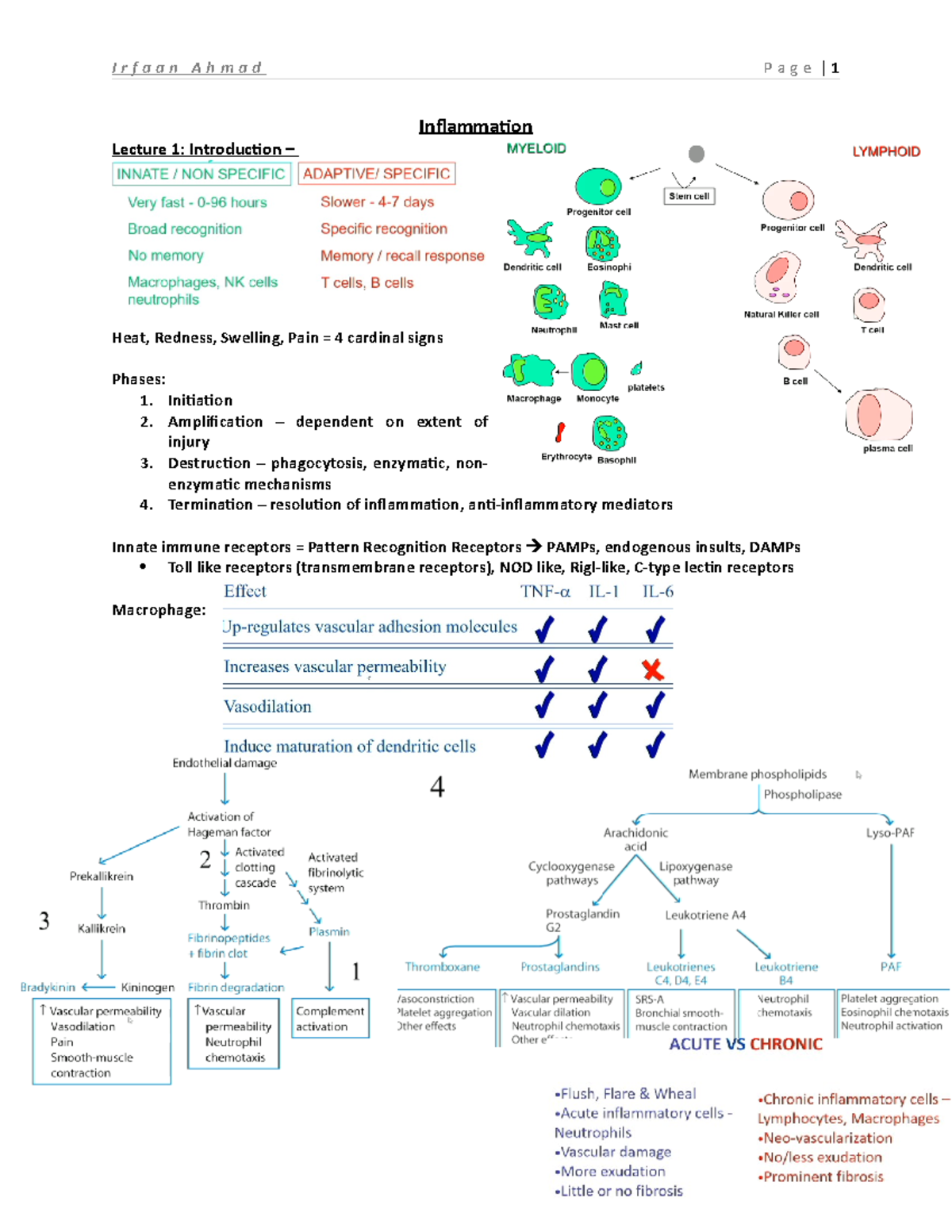 Year 2: Inflammation Lecture Notes Summary - Inflammation Lecture 1 ...