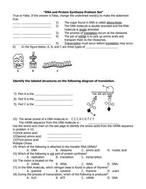 Rna And Protein Synthesis Problem Set D23 Csu Studocu