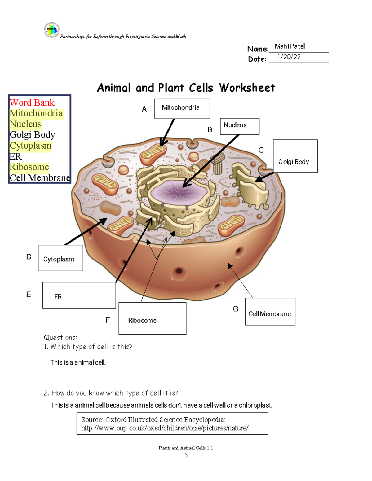 Mahi Patel - Plant and Animal Cell Diagram Sheet ver2 - Partnerships for  Reform through - Studocu